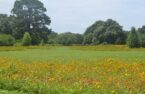 Norfolk Botanical Garden