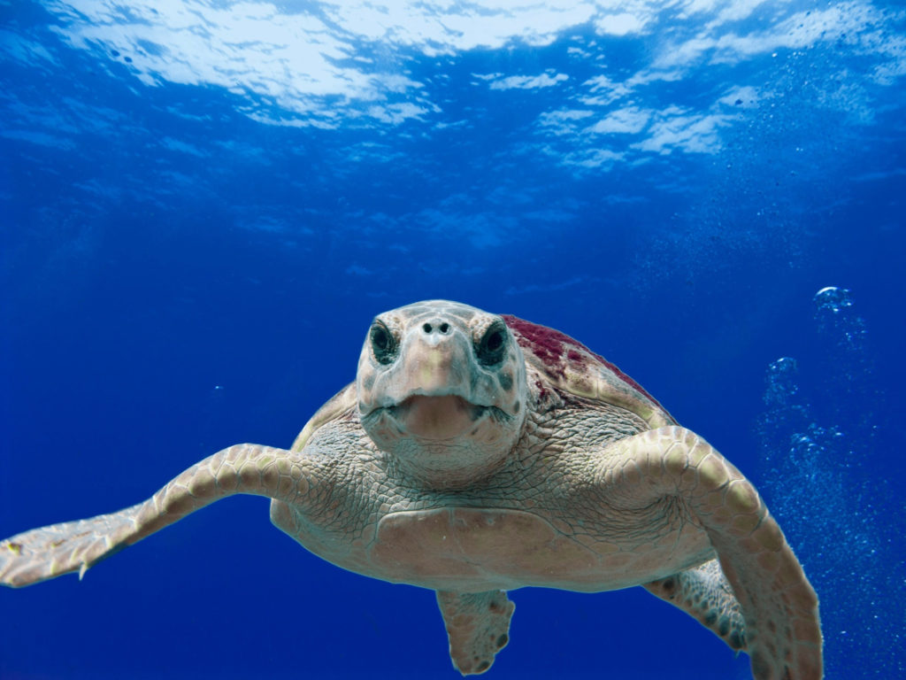 Virginia Aquarium